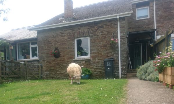 A sheep in the gardens of High House Cottages