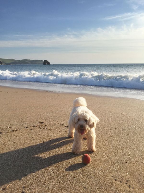 Dog Friendly Beaches - South Devon