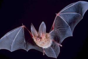 Bats