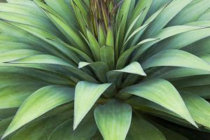 Overbeck's Garden