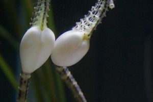 Living Coasts