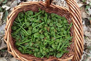 Wild Food