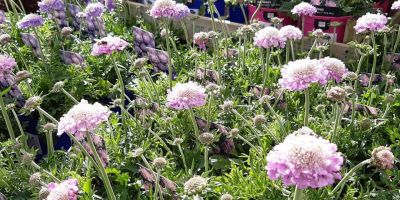 Gardentime Scabious