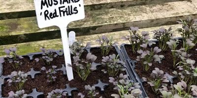 Hill House Nursery - Mustard Seedlings