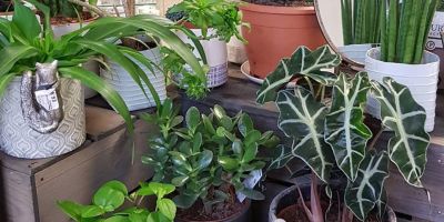 Indoor Plants for sale at Noyces